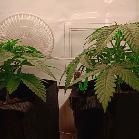 Shogun 1 growlog photo: Training