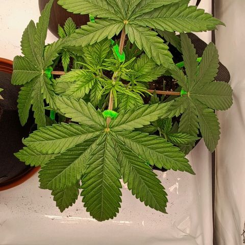 Shogun 1 growlog photo: Training