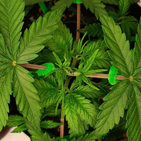 Shogun 1 growlog photo: Training