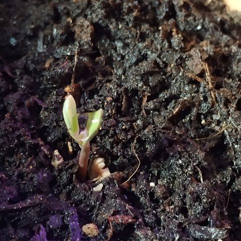 Lemon growlog timeline photo