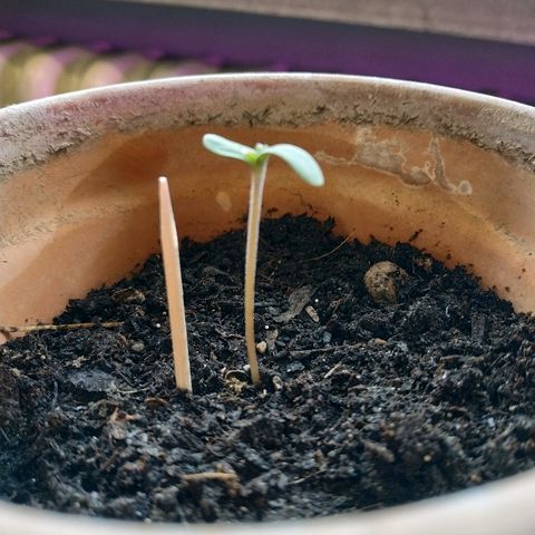 Lemon growlog timeline photo