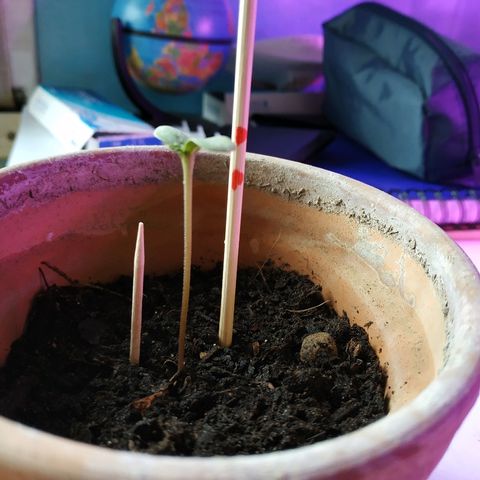 Lemon growlog timeline photo