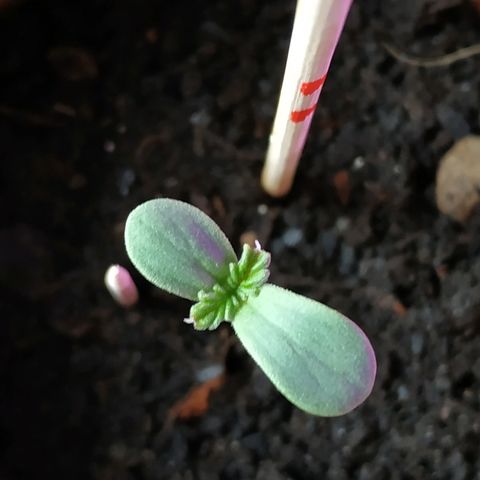 Lemon growlog timeline photo
