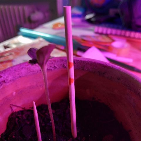 Lemon growlog timeline photo
