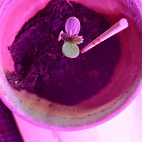 Lemon growlog timeline photo