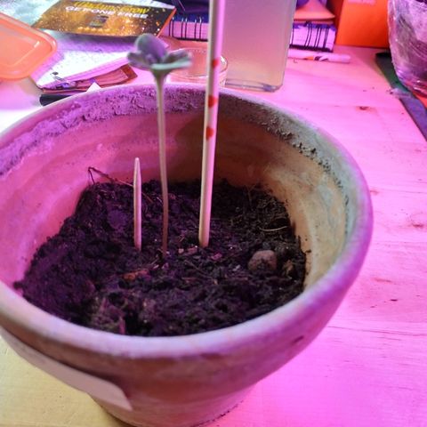 Lemon growlog timeline photo
