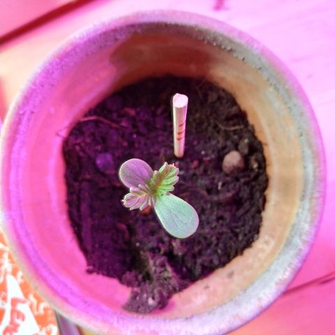 Lemon growlog timeline photo