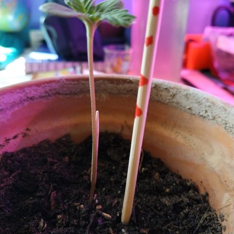 Lemon growlog timeline photo