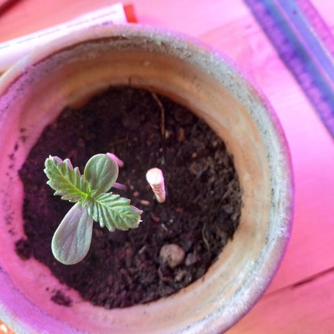 Lemon growlog timeline photo