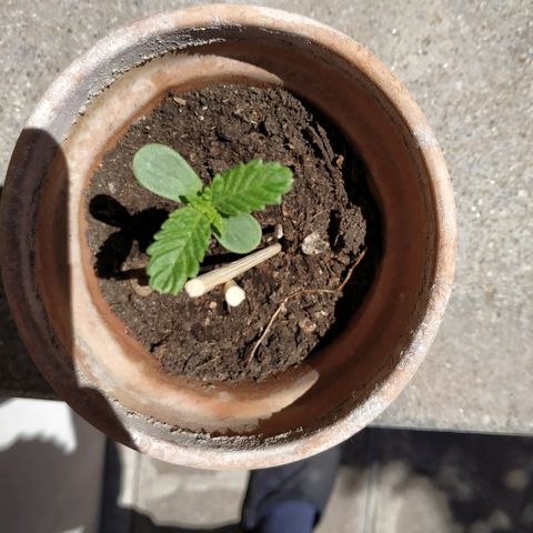 Lemon growlog timeline photo