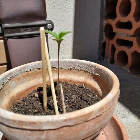 Lemon growlog timeline photo