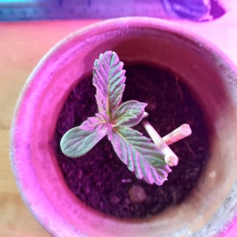 Lemon growlog timeline photo