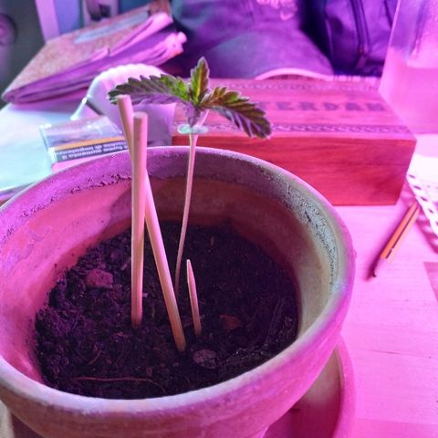 Lemon growlog timeline photo