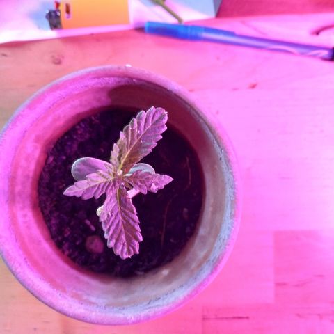Lemon growlog timeline photo
