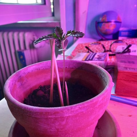 Lemon growlog timeline photo