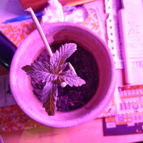Lemon growlog timeline photo