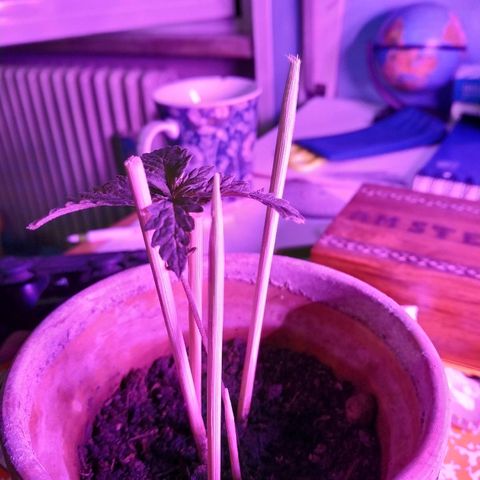 Lemon growlog timeline photo