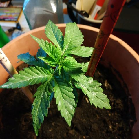 Lemon growlog timeline photo
