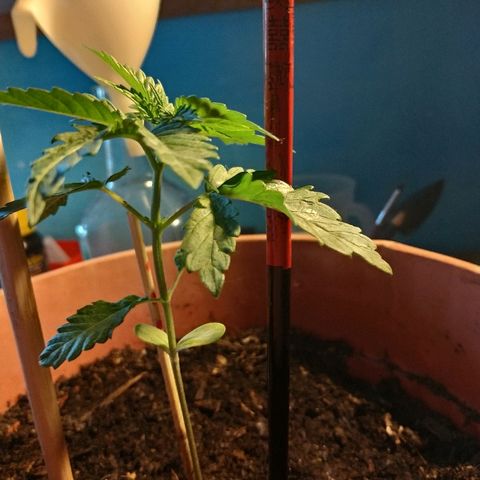 Lemon growlog timeline photo