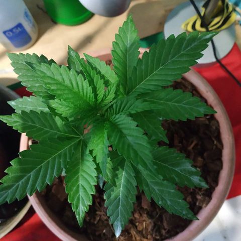 Lemon growlog timeline photo