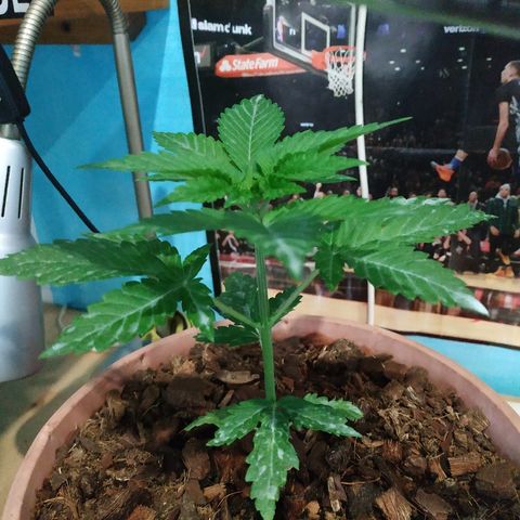 Lemon growlog timeline photo