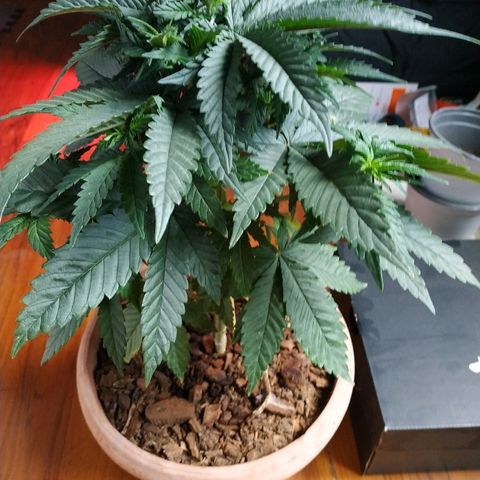 Lemon growlog timeline photo