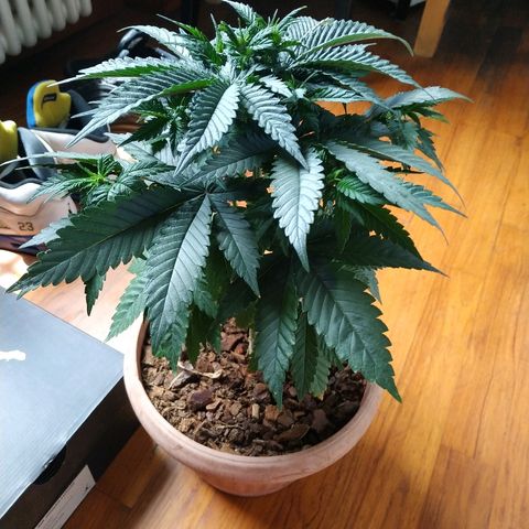 Lemon growlog timeline photo