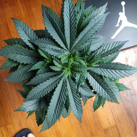 Lemon growlog timeline photo