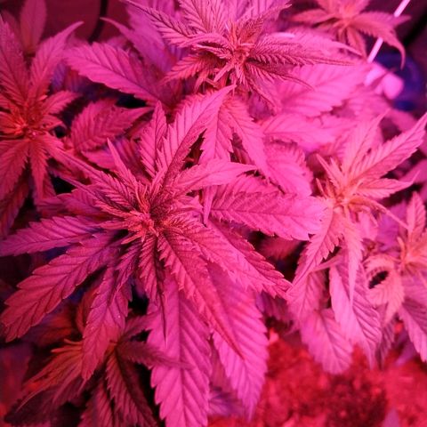Lemon growlog timeline photo