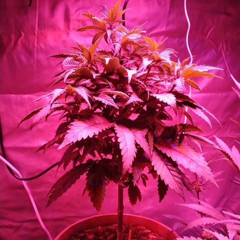 Lemon growlog timeline photo