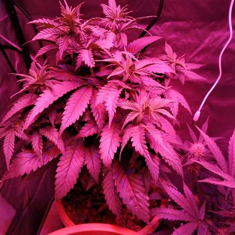 Lemon growlog timeline photo