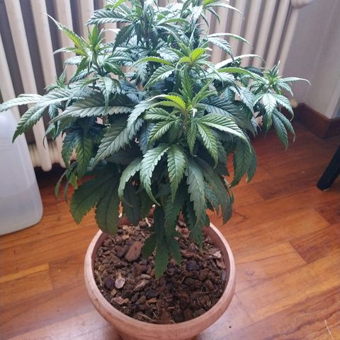 Lemon growlog timeline photo