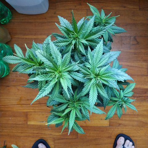 Lemon growlog timeline photo