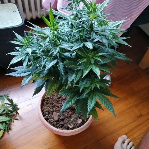 Lemon growlog timeline photo
