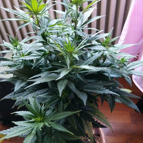 Lemon growlog timeline photo