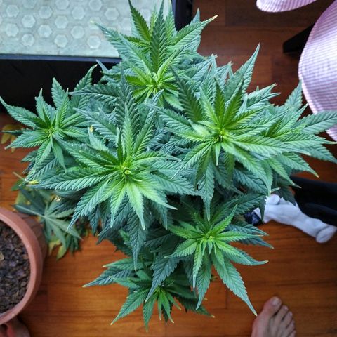 Lemon growlog timeline photo