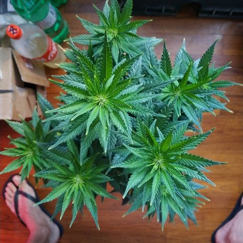Lemon growlog timeline photo