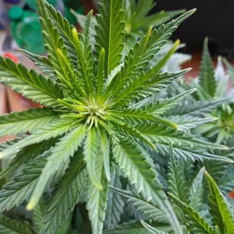 Lemon growlog timeline photo