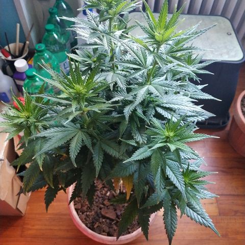 Lemon growlog timeline photo