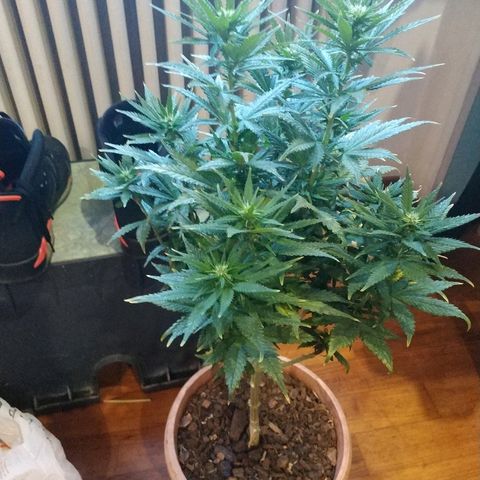 Lemon growlog timeline photo