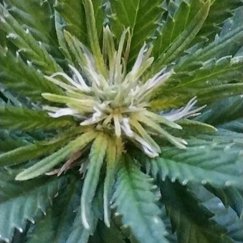 Lemon growlog timeline photo