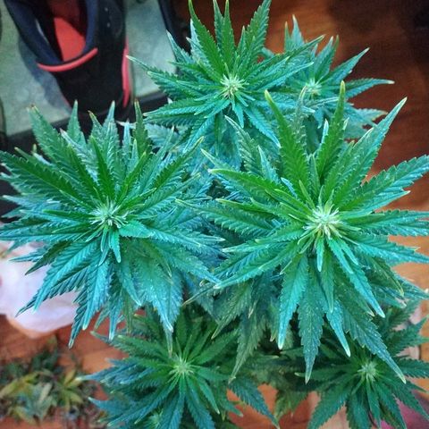 Lemon growlog timeline photo
