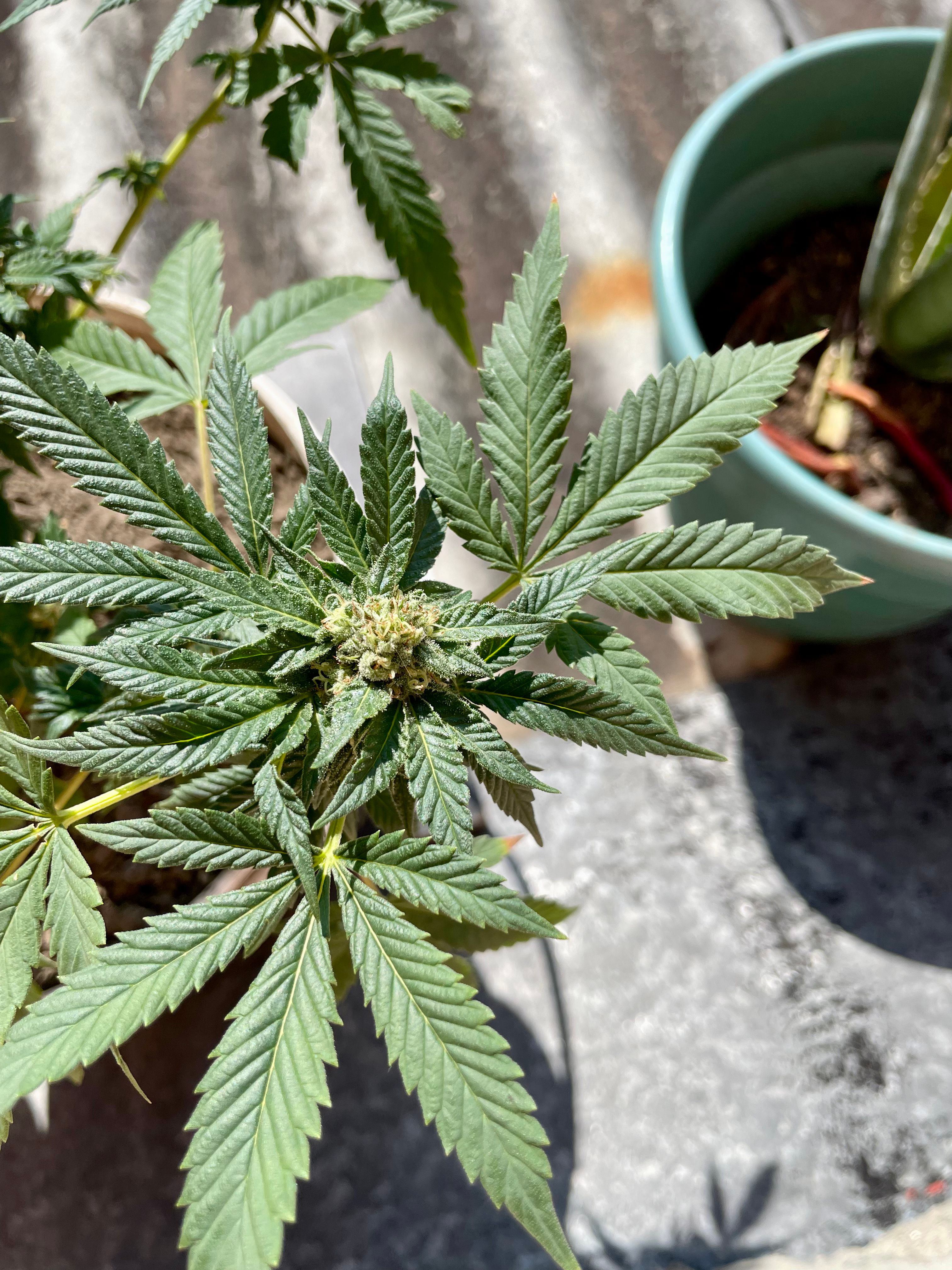 Biscotti Mintz growlog header