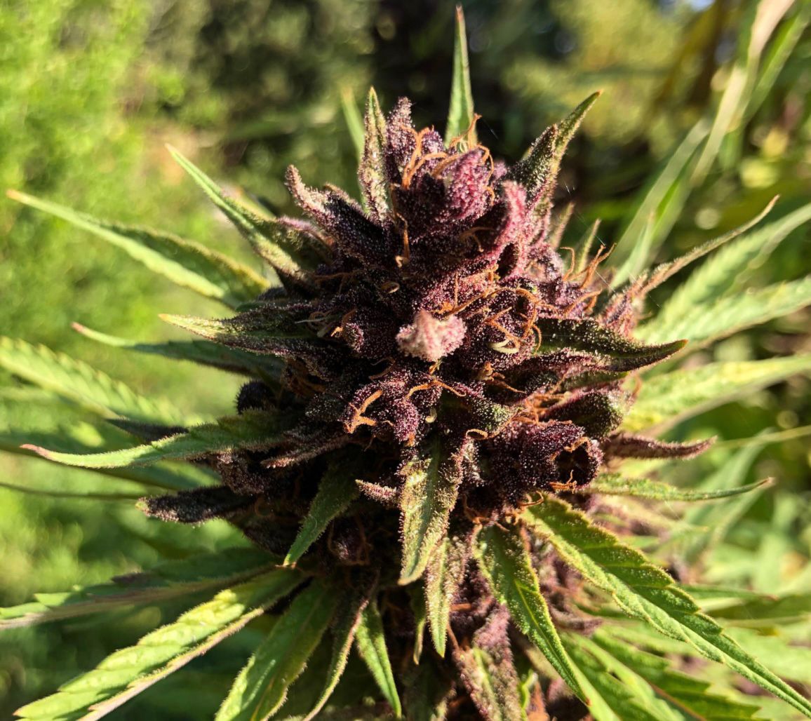 Tropicana Cookies Purple growlog header
