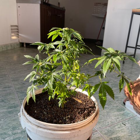 Biscotti Mintz growlog photo