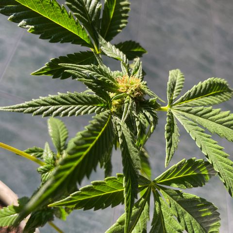 Biscotti Mintz growlog photo