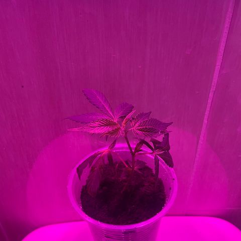 Tropicana Cookies Purple growlog photo