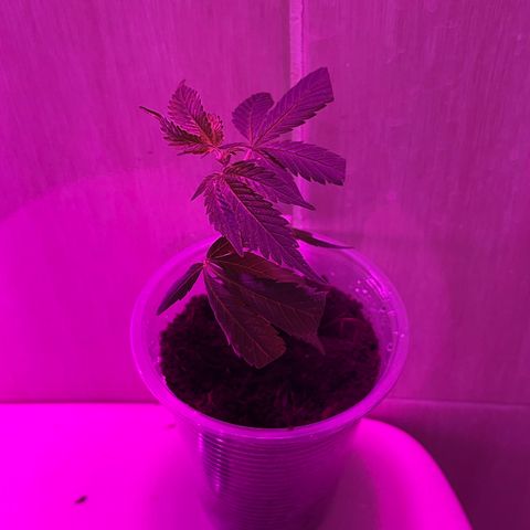 Tropicana Cookies Purple growlog photo