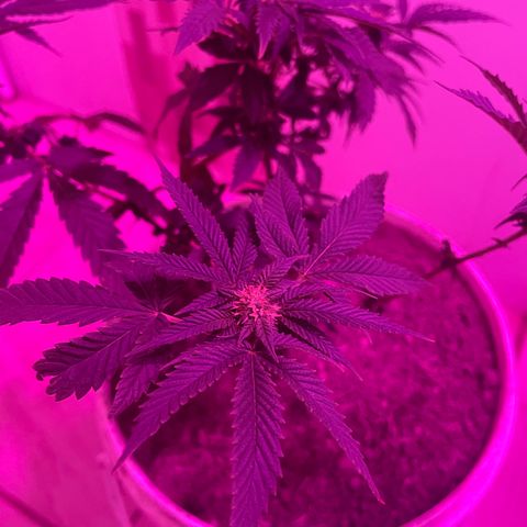 Biscotti Mintz growlog photo