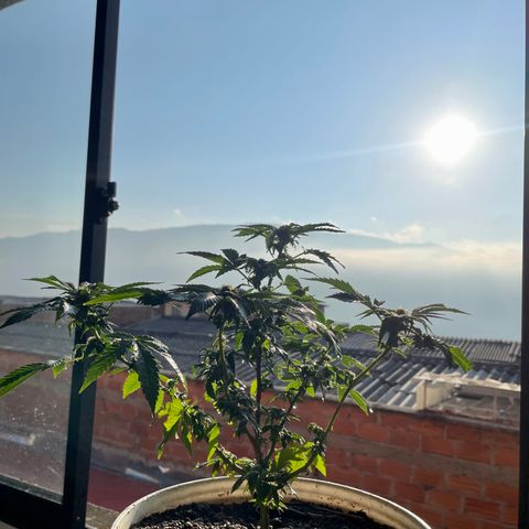 Biscotti Mintz growlog photo